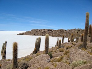 [Uyuni - isla pescado ou plutot ile aux cactus[1].jpg]